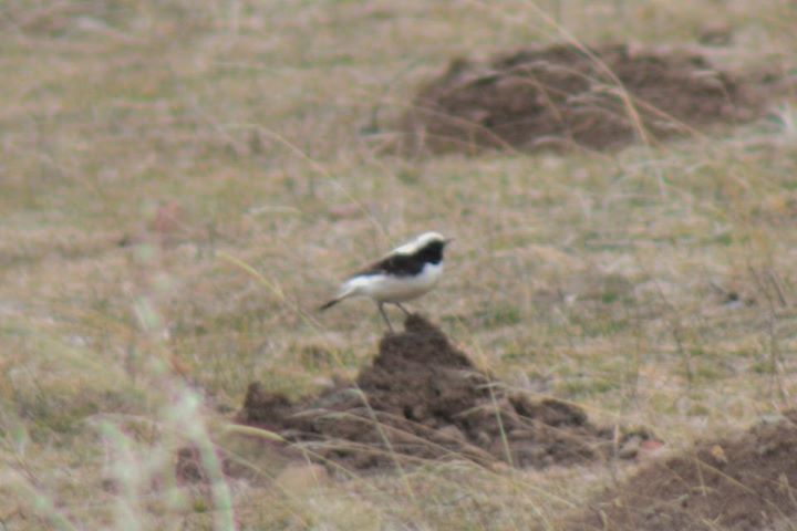 Aksırtlı kuyrukkakan