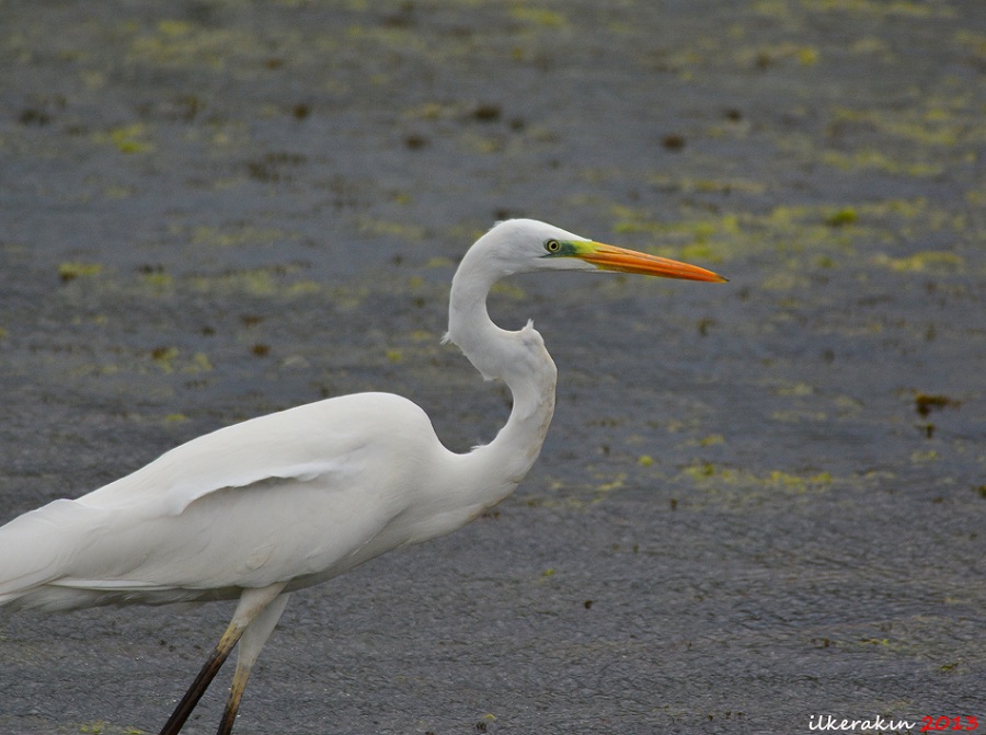 Büyük ak balıkçıl