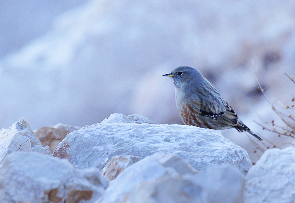 Büyük dağbülbülü