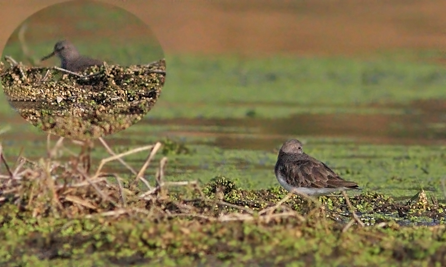 Sarıbacaklı kumkuşu