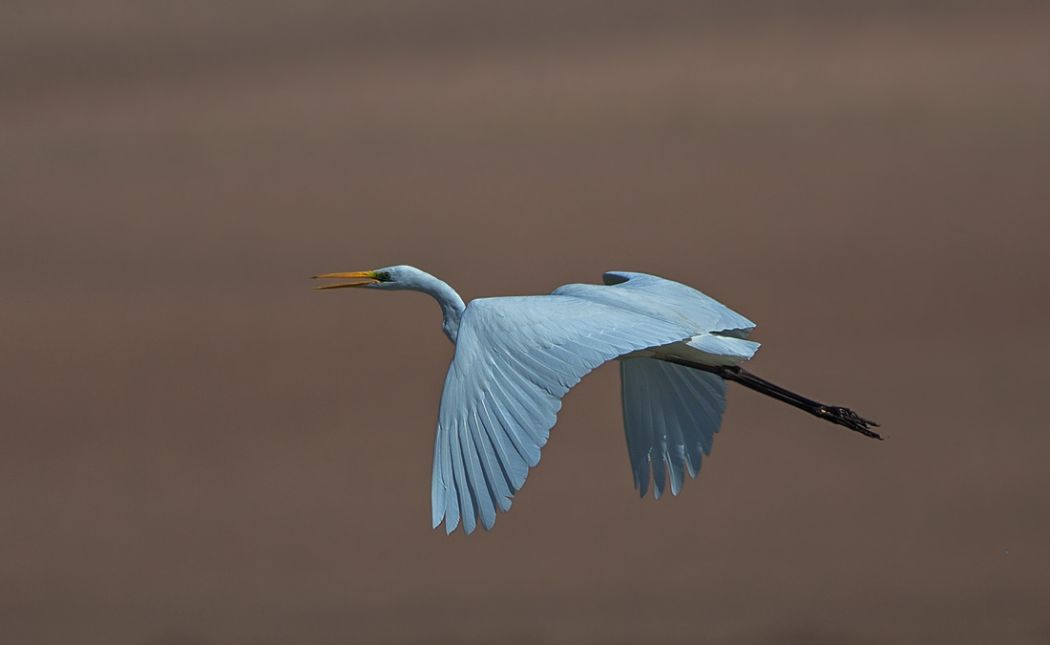 Büyük ak balıkçıl