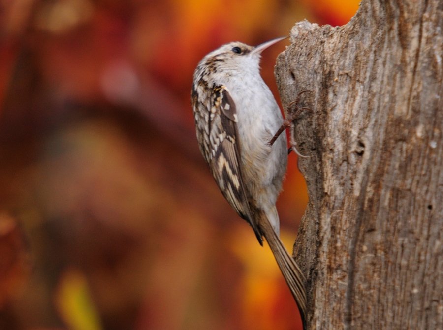Bahçe tırmaşıkkuşu