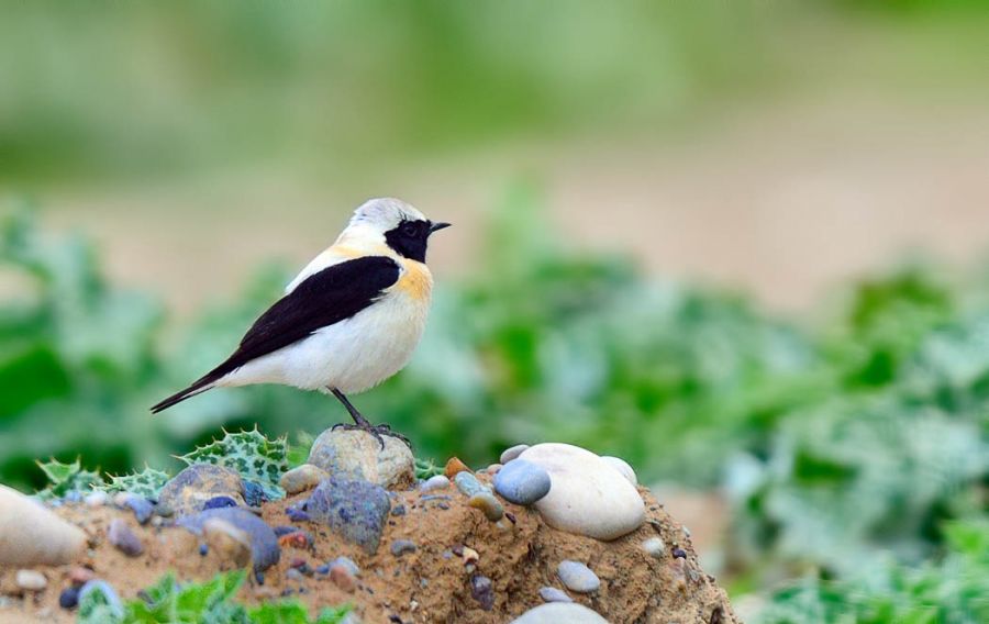 Karakulaklı kuyrukkakan