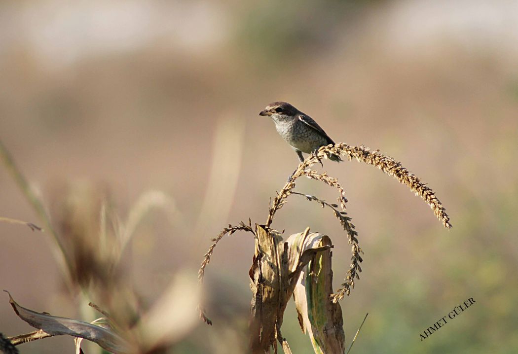 Kızılsırtlı örümcekkuşu