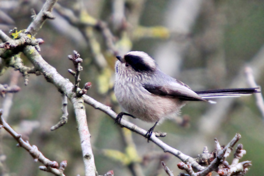 Uzunkuyruklu baştankara