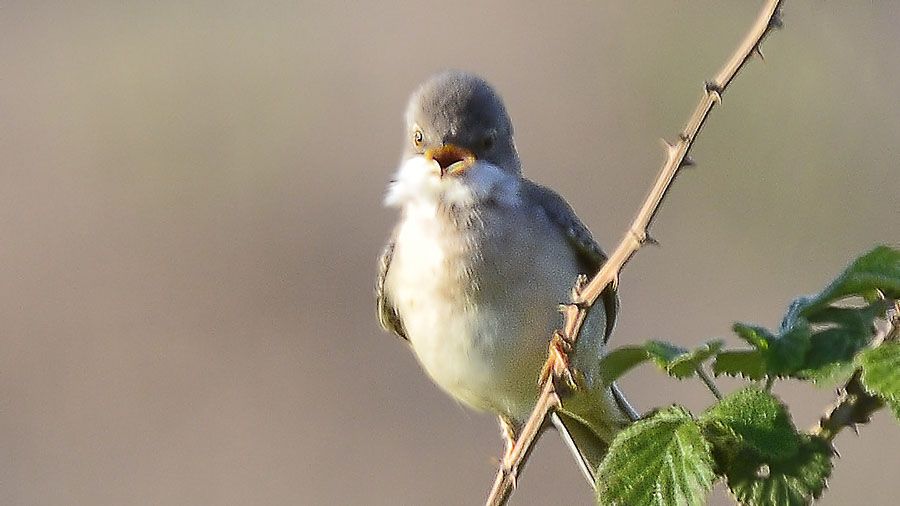 Akgerdanlı ötleğen