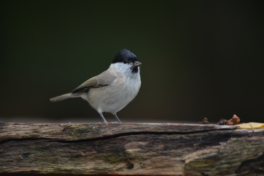 Kayın baştankarası