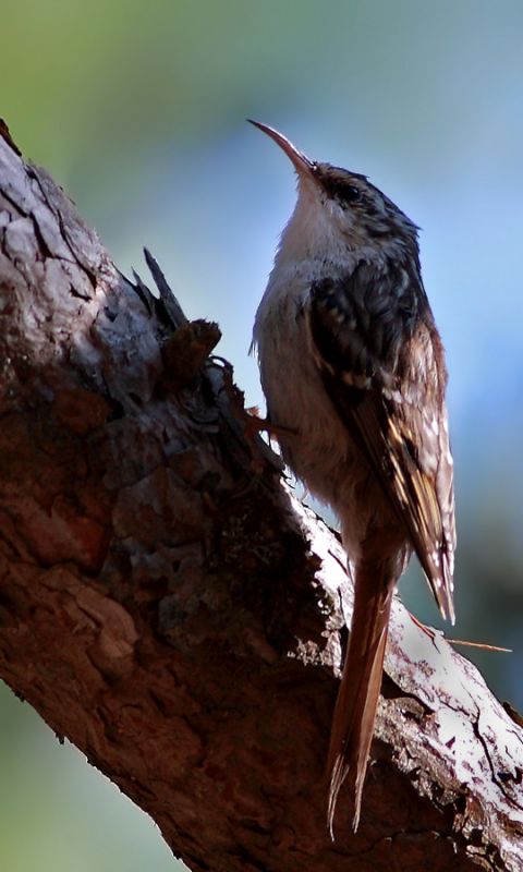 Bahçe tırmaşıkkuşu