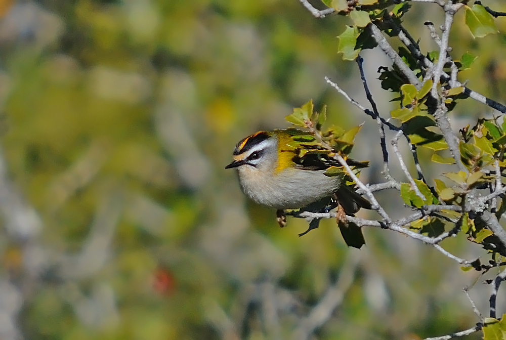 Sürmeli çalıkuşu