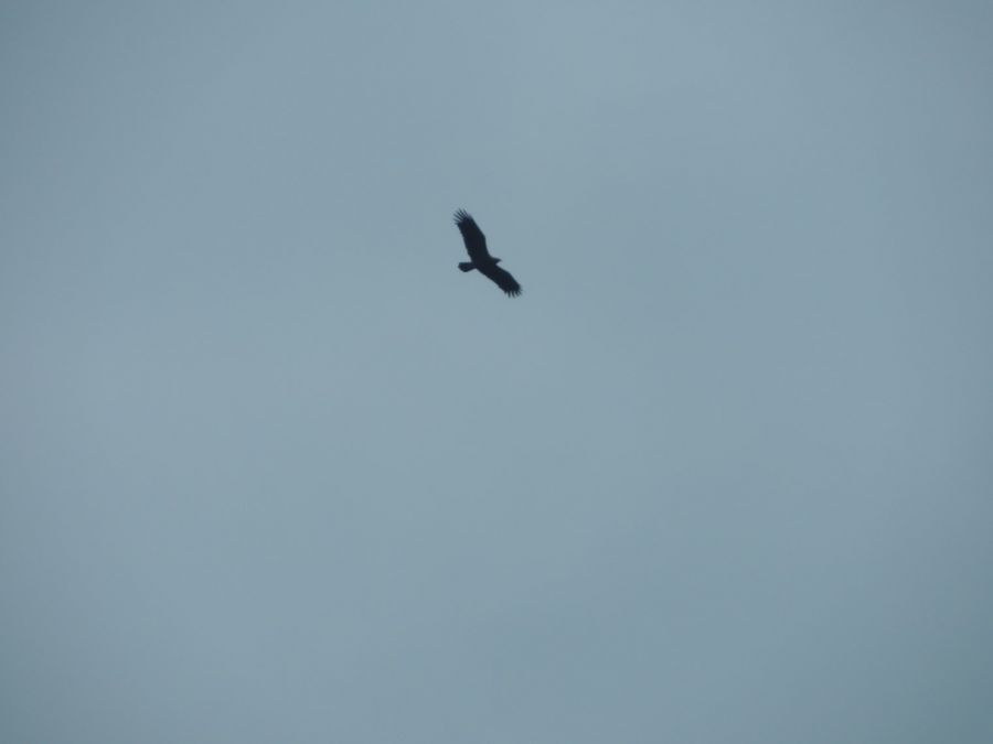 Küçük orman kartalı