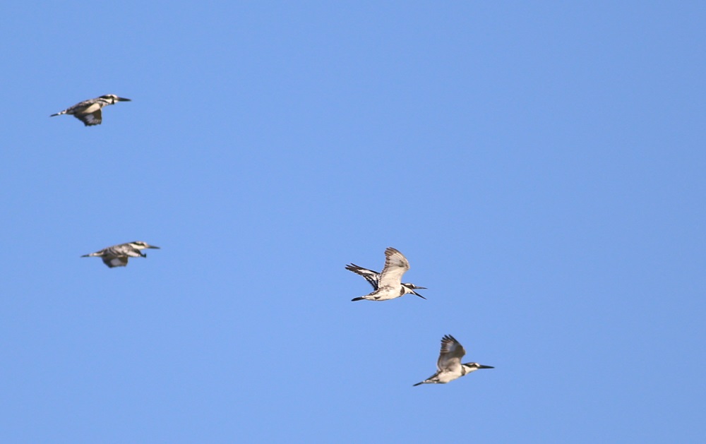 Alaca yalıçapkını