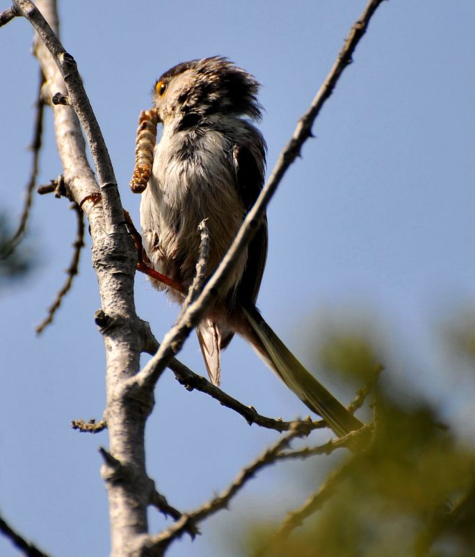 Uzunkuyruklu baştankara