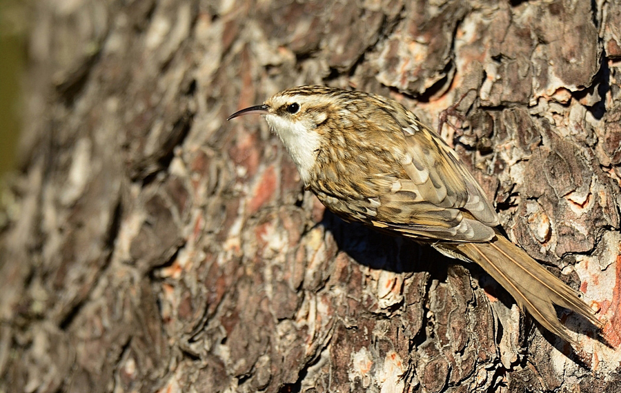 Orman tırmaşıkkuşu