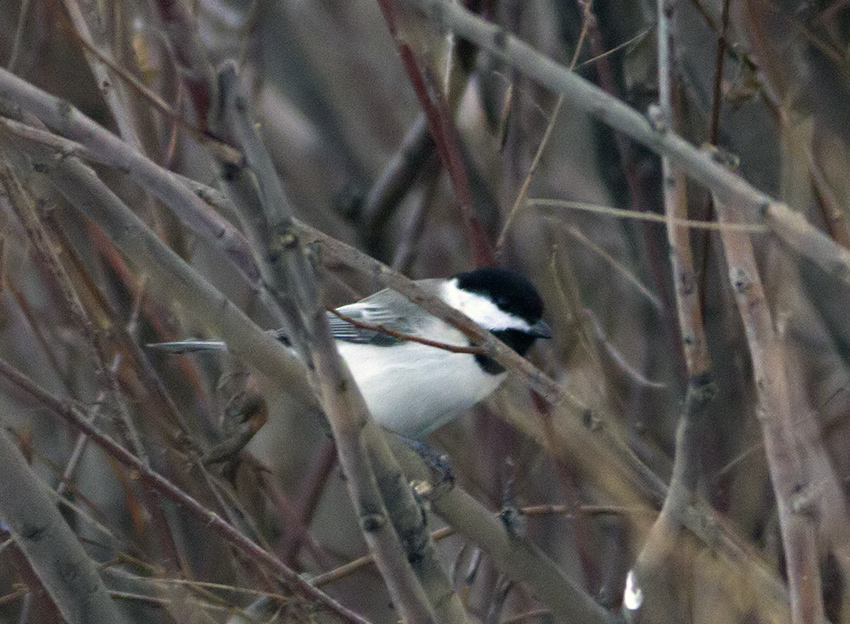 Akyanaklı baştankara