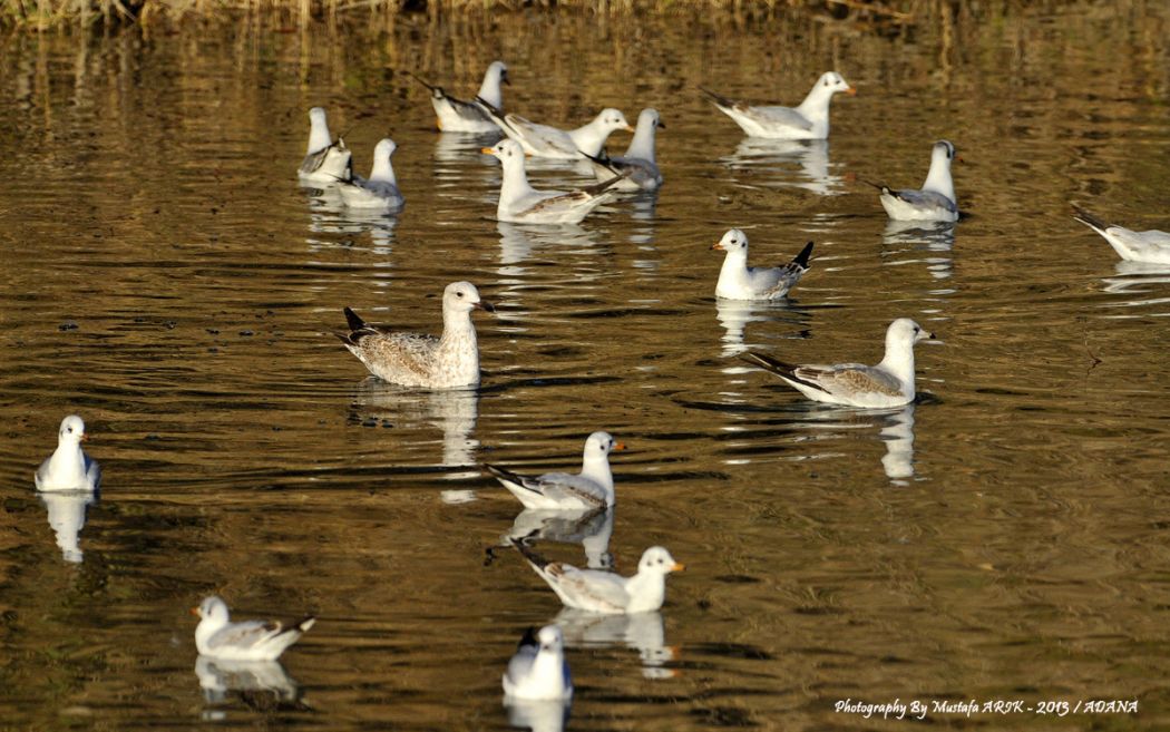 Küçük gümüş martı
