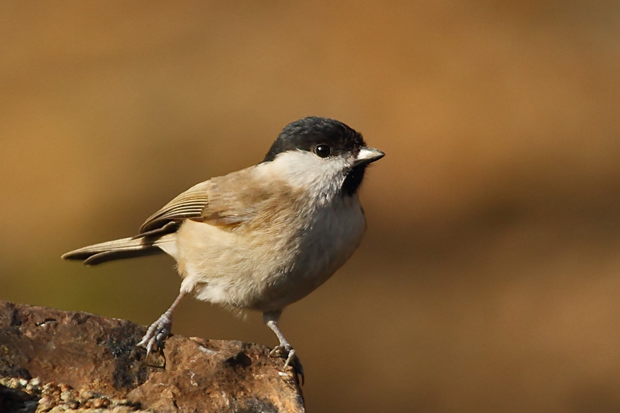 Kayın baştankarası