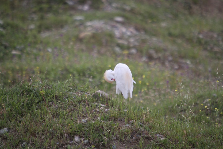 Sığır balıkçılı