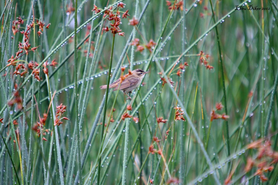 Kındıra kamışçını