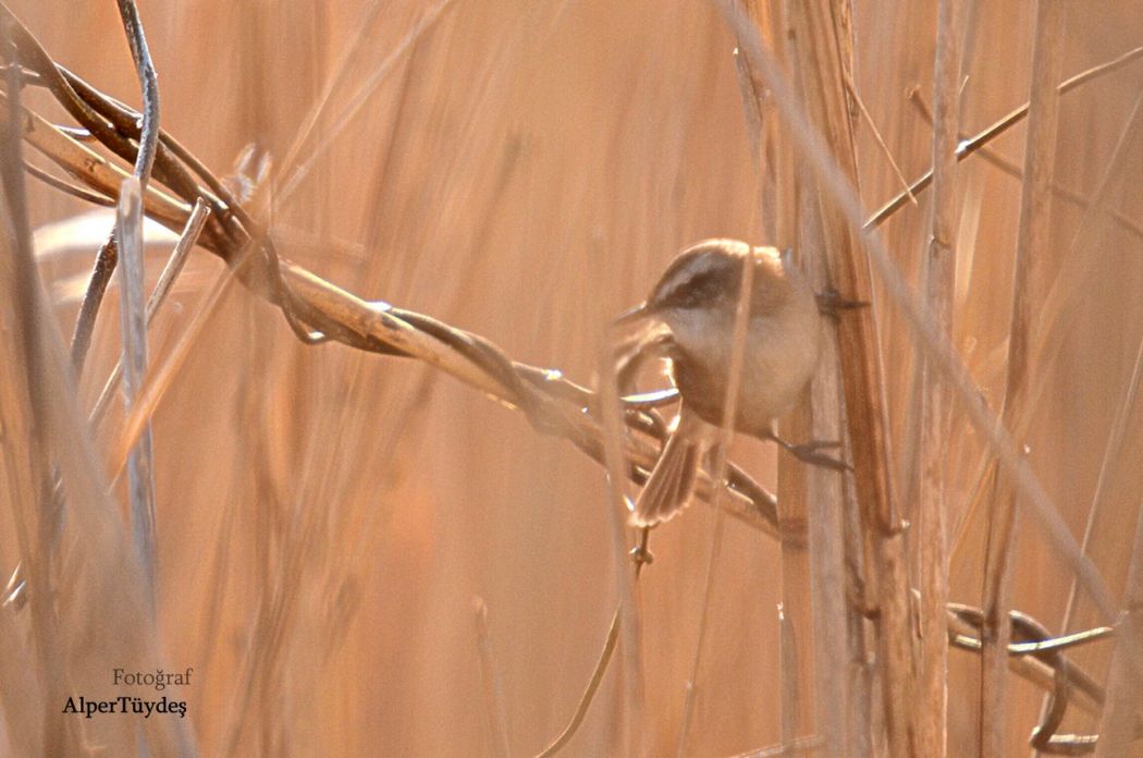 Bıyıklı kamışçın