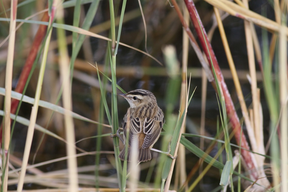 Kındıra kamışçını