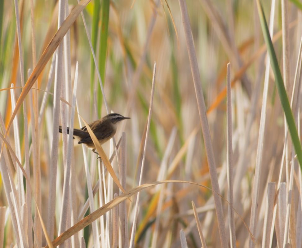Bıyıklı kamışçın