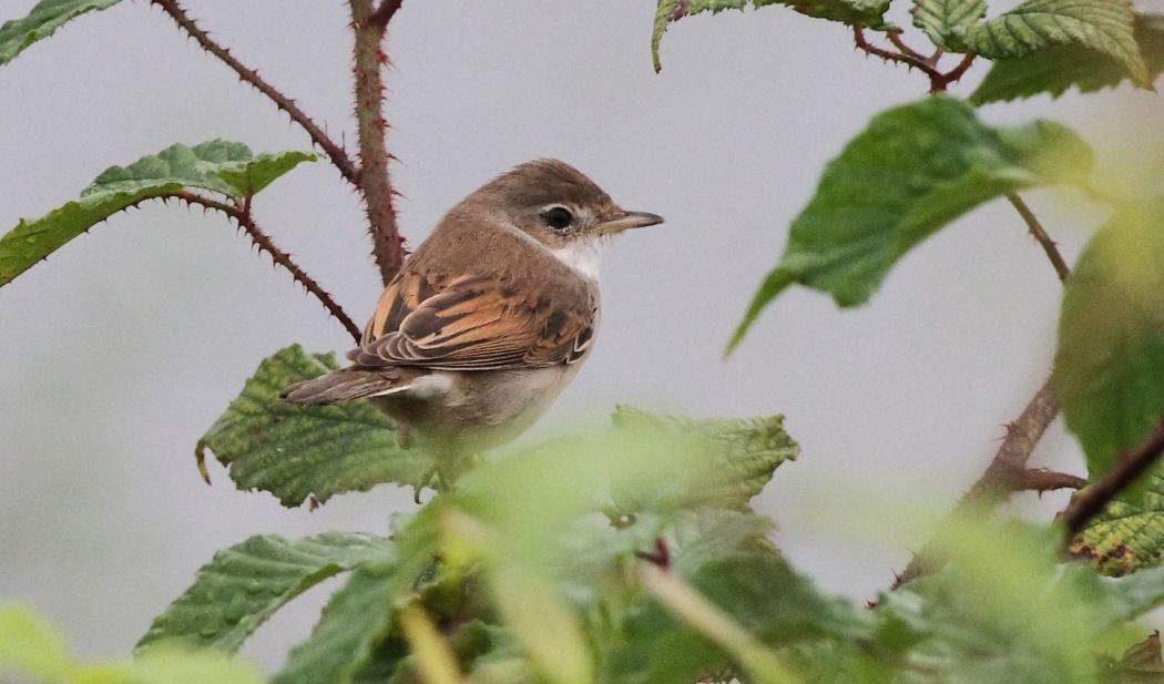 Akgerdanlı ötleğen
