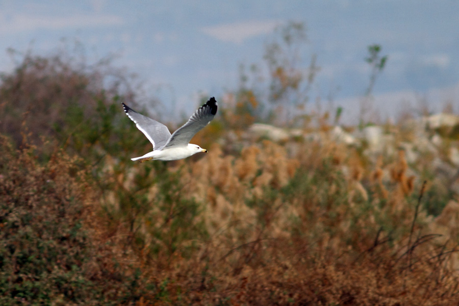 Van gölü martısı