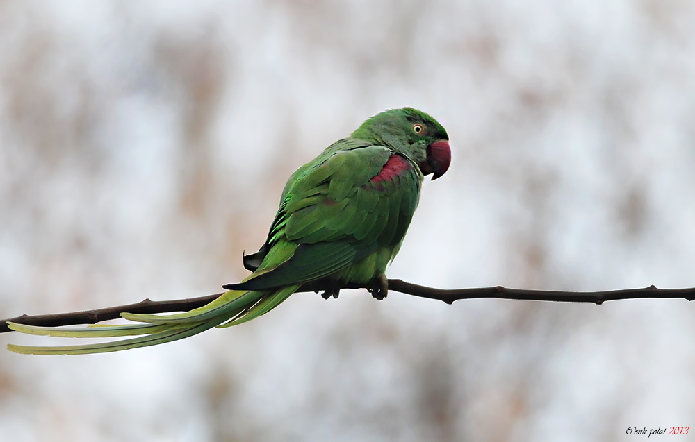 İskender papağanı