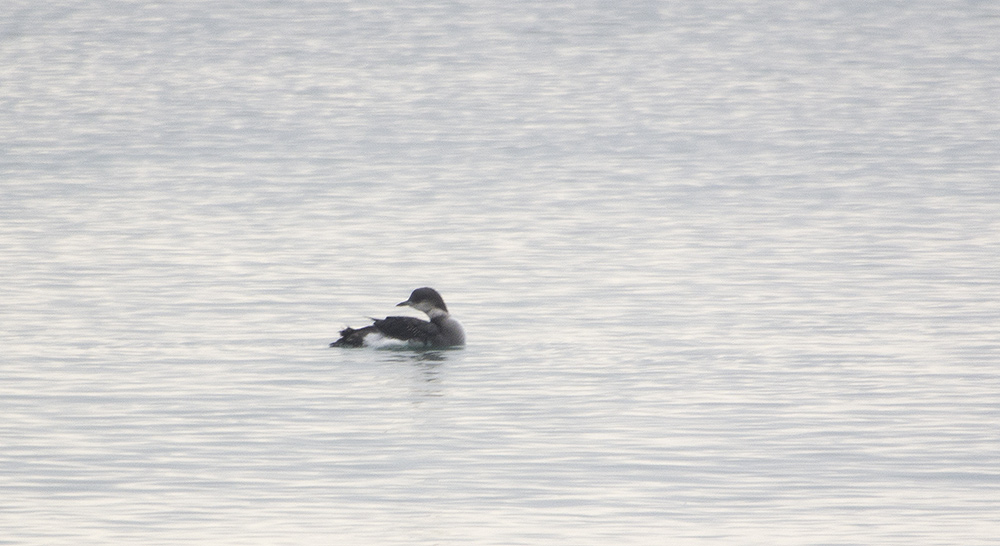 Karagerdanlı dalgıç