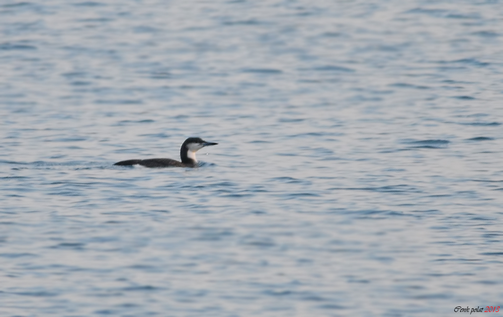 Karagerdanlı dalgıç