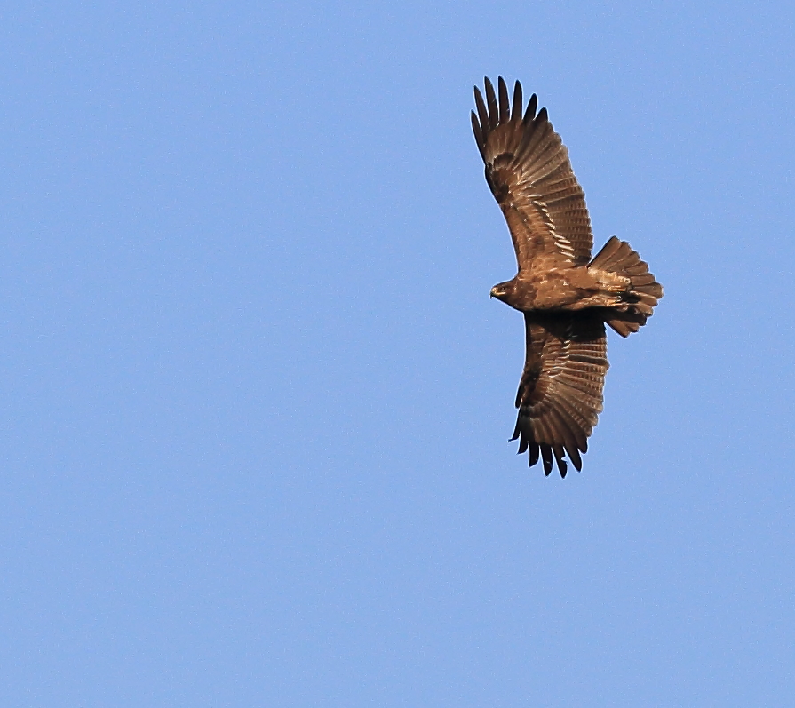 Küçük orman kartalı