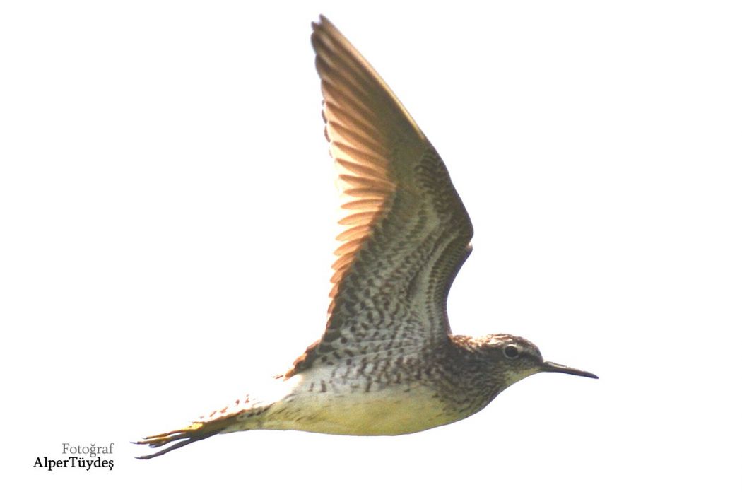 Orman düdükçünü