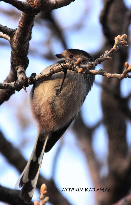 Uzunkuyruklu baştankara