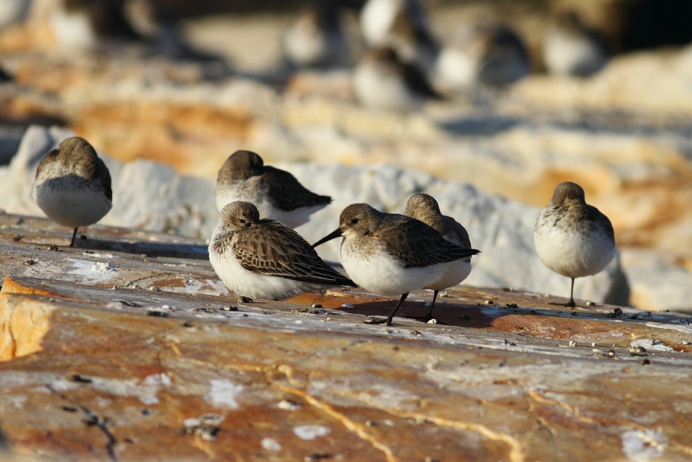 Karakarınlı kumkuşu