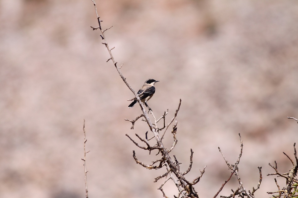 Karakulaklı kuyrukkakan
