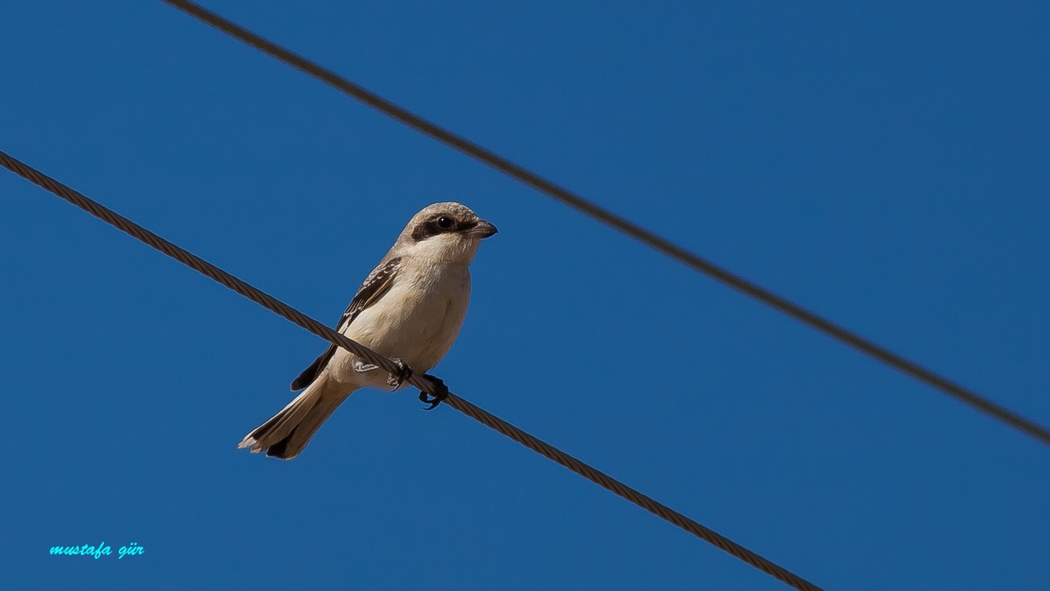 Karaalınlı örümcekkuşu