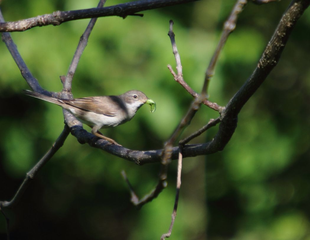 Akgerdanlı ötleğen