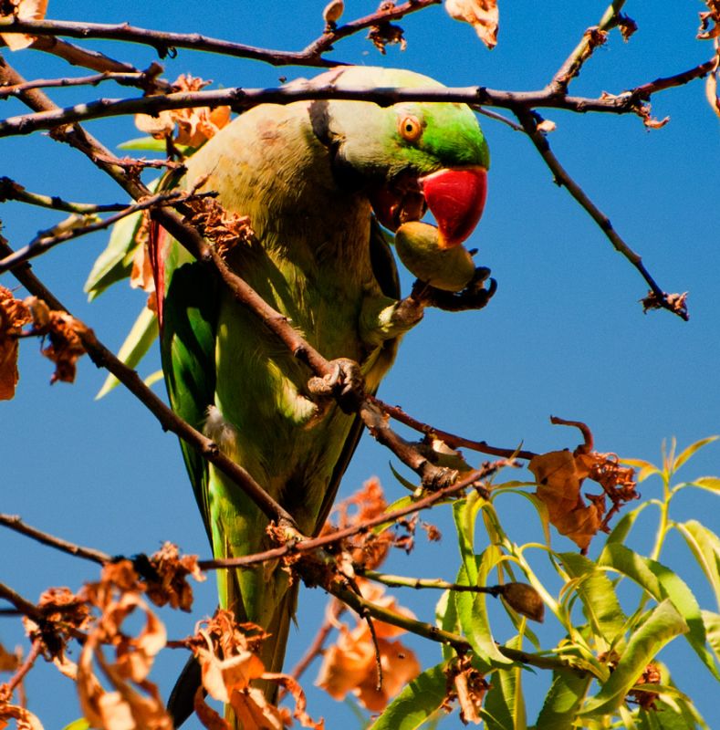 İskender papağanı