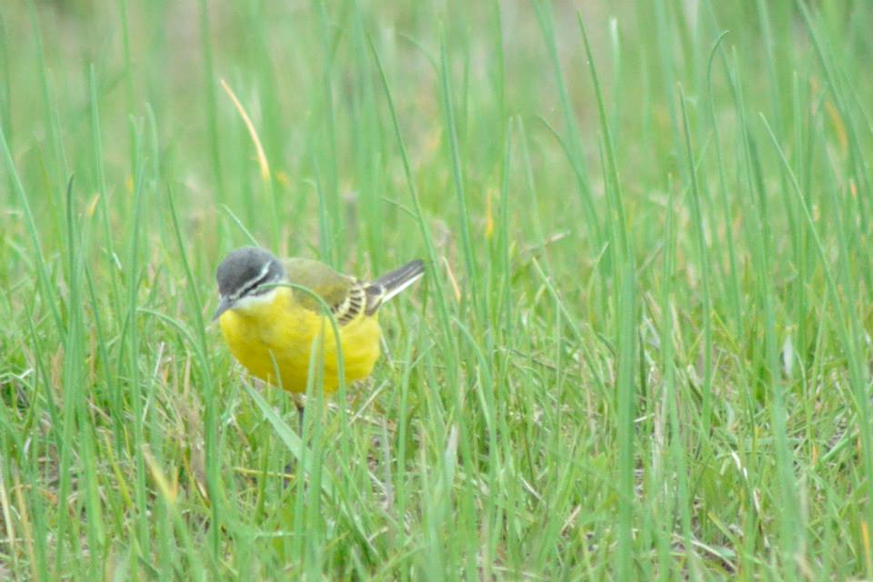 Sarı kuyruksallayan