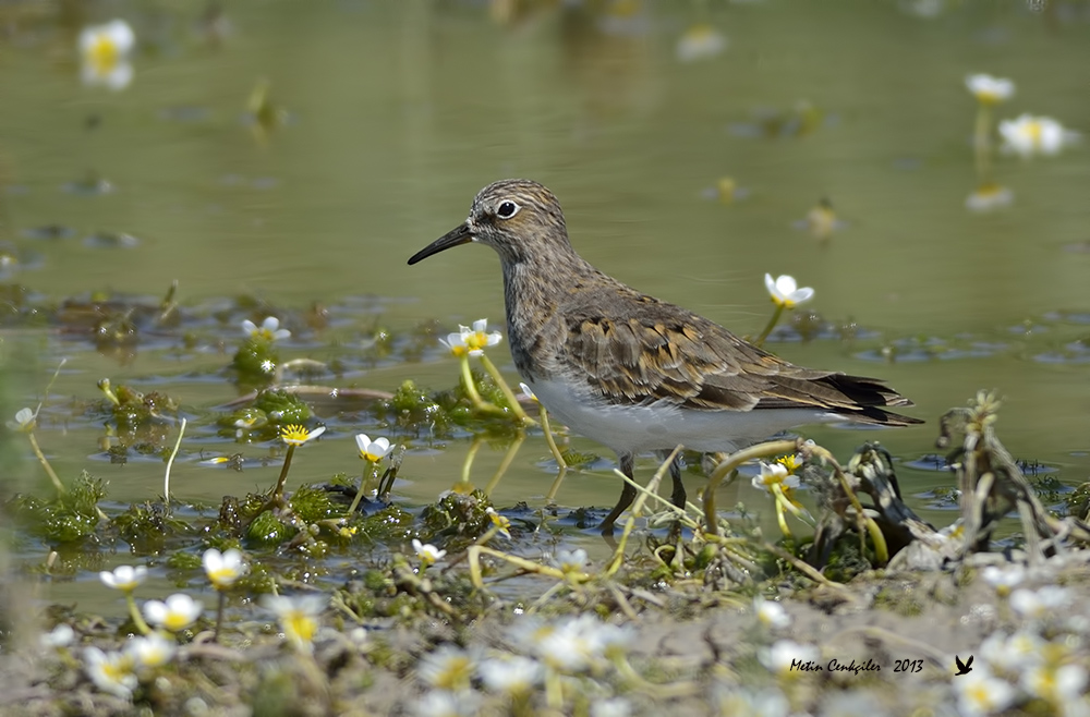 Sarıbacaklı kumkuşu