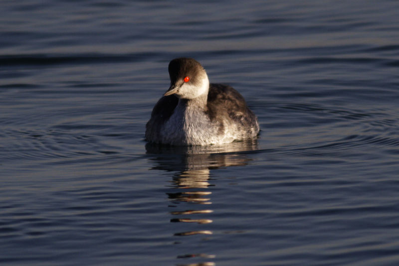 Karaboyunlu batağan