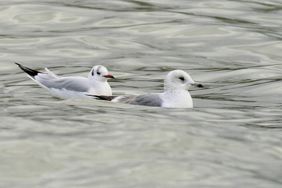 Küçük gümüş martı