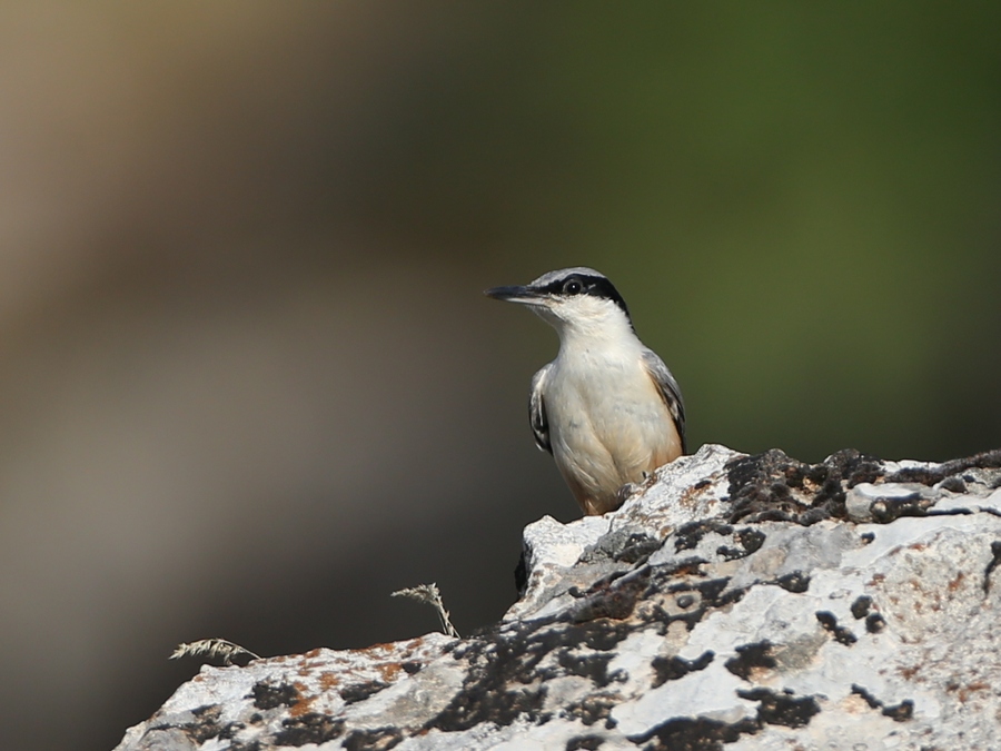 Büyük kaya sıvacısı