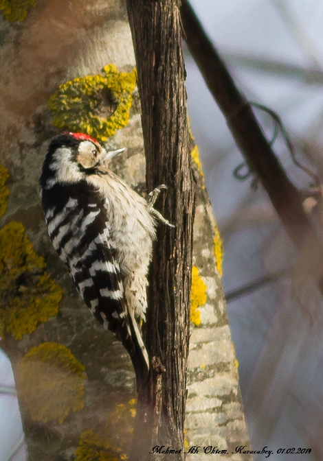 Küçük ağaçkakan