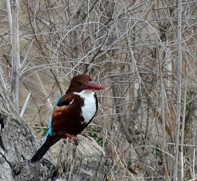 İzmir yalıçapkını