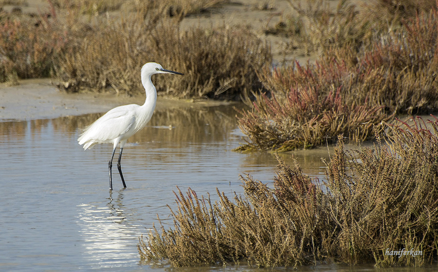 Küçük ak balıkçıl