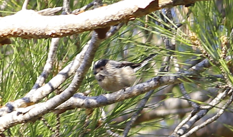 Uzunkuyruklu baştankara