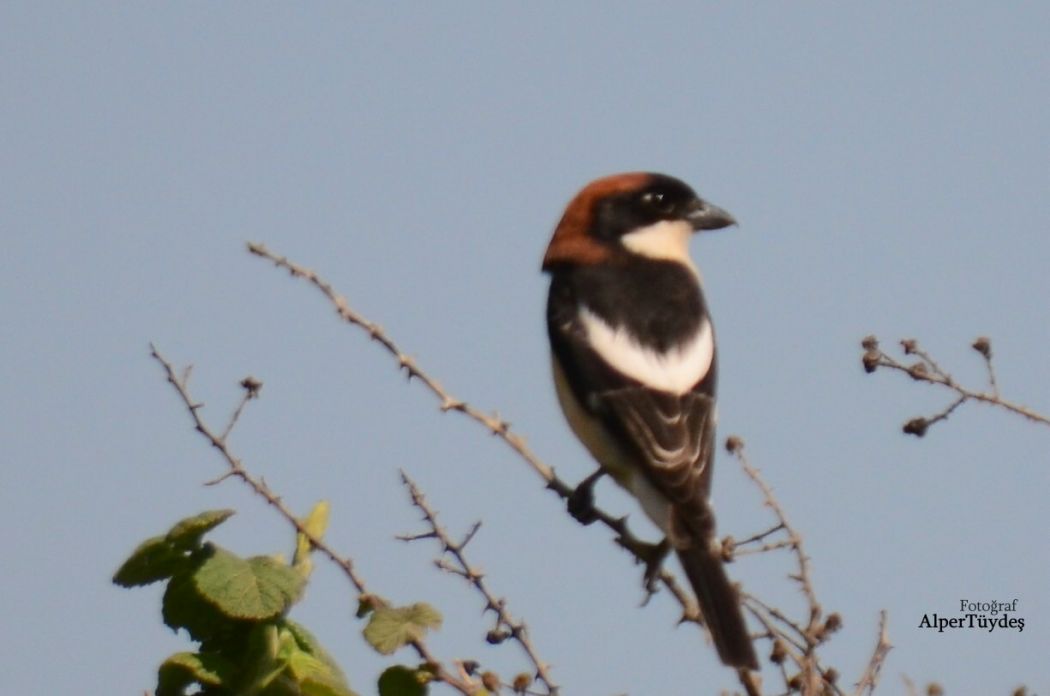 Kızılbaşlı örümcekkuşu