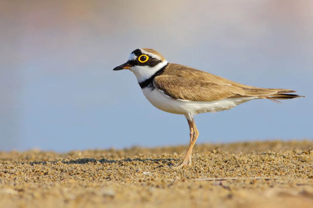 Halkalı küçük cılıbıt