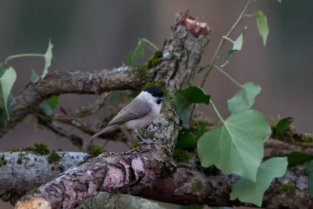 Kayın baştankarası